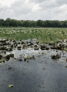 कावर झील का अधिकतर हिस्सा सूखता जा रहा है।