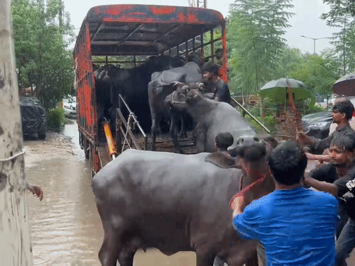 बारिश के दौरान नगर निगम की कैटल कैचर टीम ने भैंसों को ट्रकों पर लादा।
