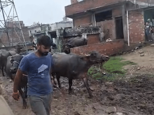 नगर निगम की कार्रवाई से बचने के लिए लोगों ने छिपकर घरों के अंदर भैंसें बांध रखी थीं।