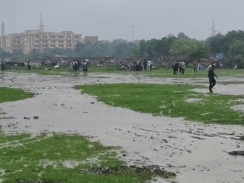 टीम ने हैदर कैनाल के पास डिप्टी खेड़ा में करीब 80 भैंसों को पकड़ा।