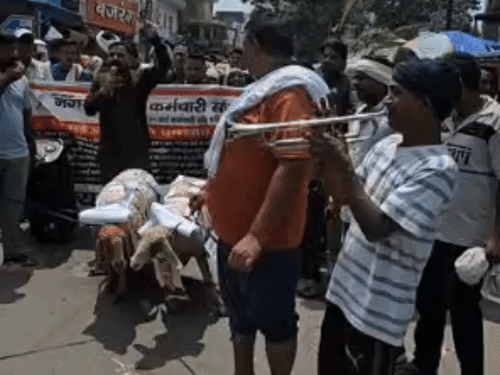 दोनों भेड़ों को रस्सी से बांधकर कर्मचारियों ने शहर की सड़कों पर घुमाया। इस दौरान बाजा बजाया गया और भेड़ों के साथ बारात निकाली।
