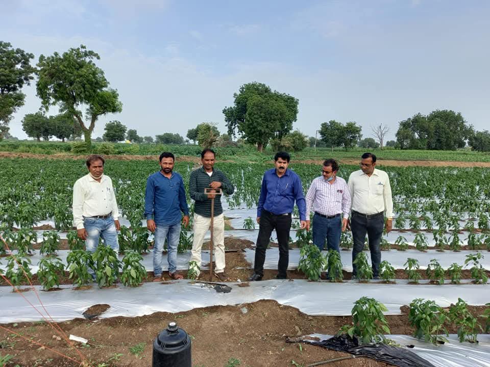 खरगोन के किसान धीरेंद्रसिंह राठौर को कृषक फेलो सम्मान: खेती में नवाचार से 5 गुना बढ़ाई आय, प्रदेश के टॉप-3 में शामिल – Khargone News खरगोन के किसान धीरेंद्रसिंह राठौर को कृषक फेलो सम्मान: खेती में नवाचार से 5 गुना बढ़ाई आय, प्रदेश के टॉप-3 में शामिल – Khargone News
