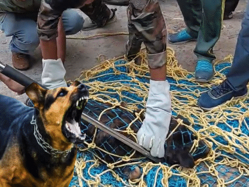 600+ बच्चों की ऑनलाइन पढ़ाई हो रही; बचाव के लिए लोग डंडा लेकर निकल रहे|उत्तराखण्ड,Uttarakhand - Dainik Bhaskar