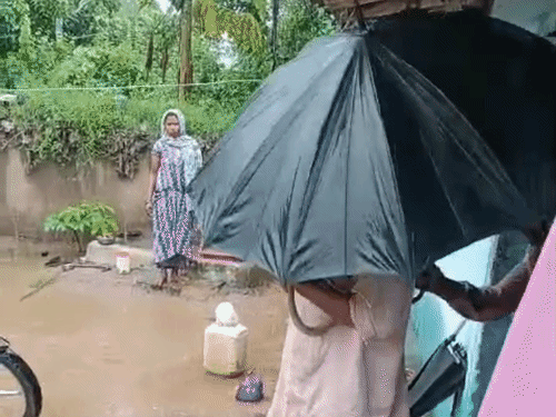 डसने के बाद कोबरा को बारिश के बीच छोड़ दिया गया।