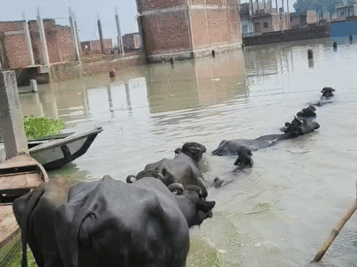 यूपी के उन्नाव में गंगा नदी में आई बाढ़ से शुक्लागंज क्षेत्र के चंपापुरवा इलाका जलमग्न हो गया है।