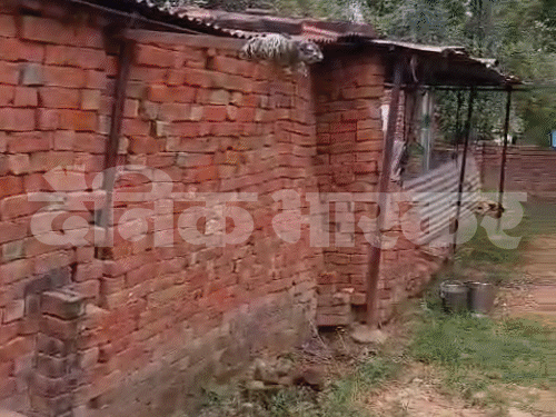 चारा रखने की जगह के पास ही बच्चे पढ़ रहे।