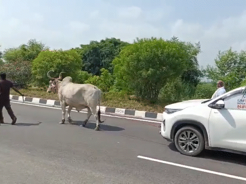 बोला- 5 महीने से RC नहीं बनी, पंजाब में स्टाफ चारा ढोने के लिए बोल रहा था|मोगा,Moga - Dainik Bhaskar