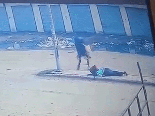 The bull runs away from the scene after knocking the student down.