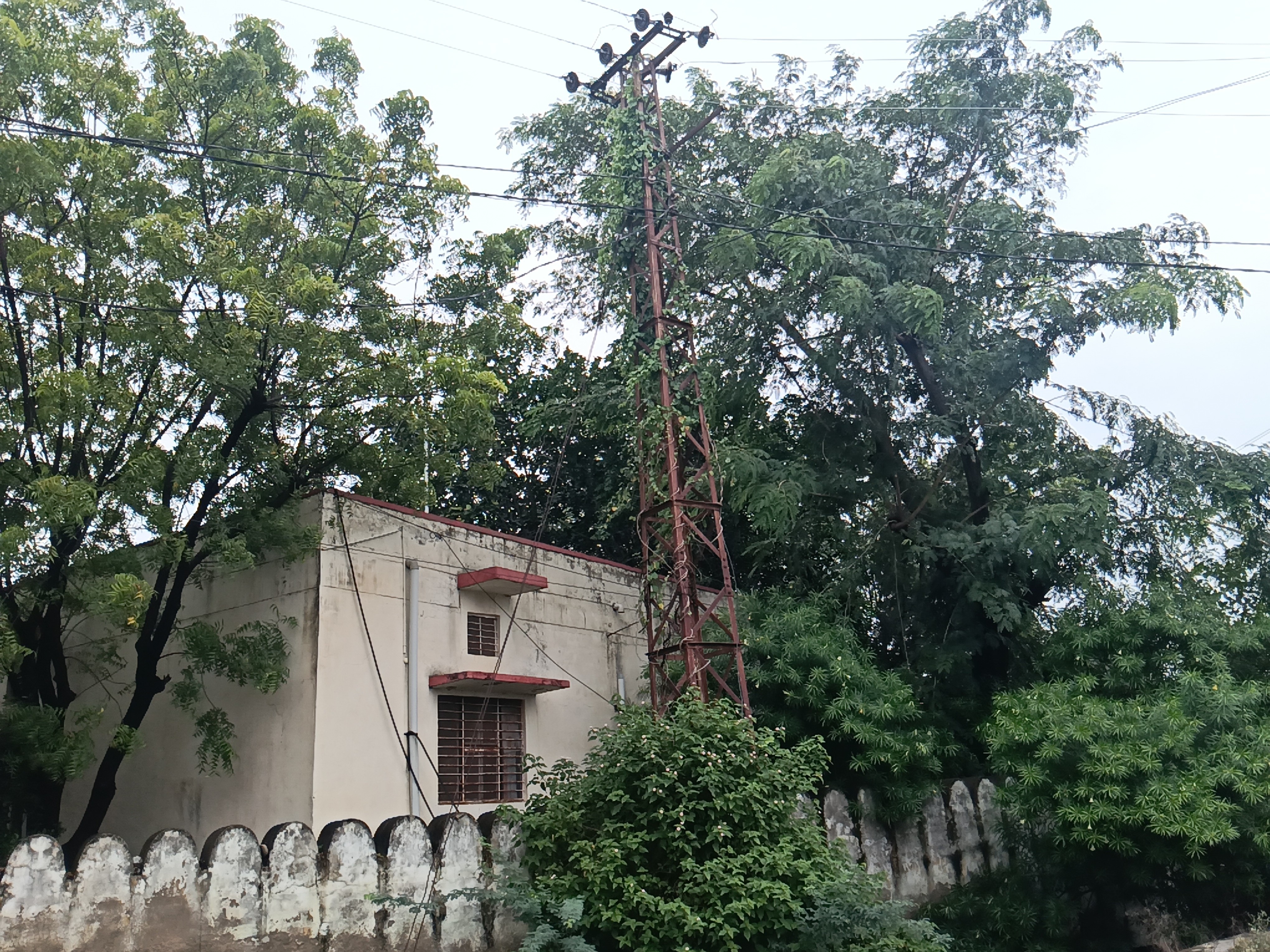 बिजली लाइनों के पास झाड़ियां होने से हादसे का खतरा है।