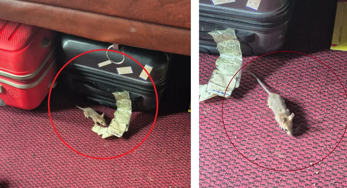 This is how the rat was found under the passenger's seat.