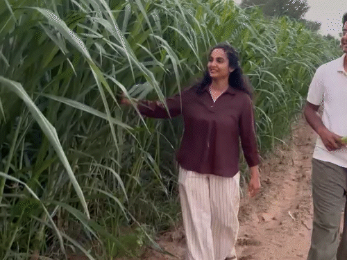विभोर के पास अभी 18 बीघा जमीन है। इस पर गायों के लिए चारा भी उगा रहे हैं।