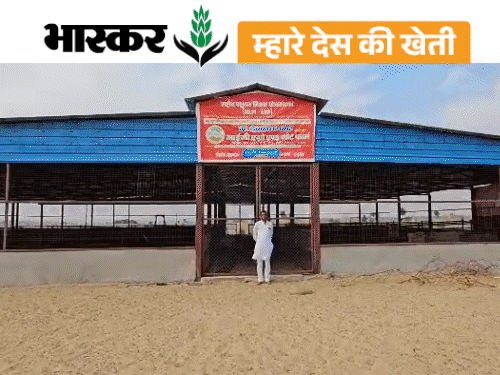 सालाना 8 लाख की कमाई; जमीन गिरवी रख लोन लिया, पशुपालन को बनाया बिजनेस मॉडल|जयपुर,Jaipur - Dainik Bhaskar