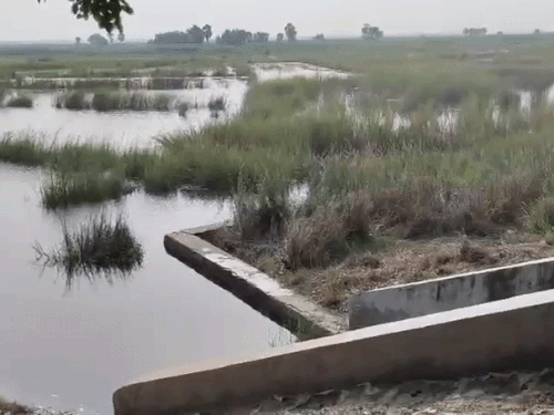 मोतिहारी में गंडक का पानी खेतों में तक पहुंच गया है।