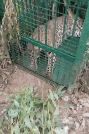 वन विभाग ने 29 पिंजरे लगाए हैं, अब तक 11 तेंदुए पकड़े जा चुके हैं।