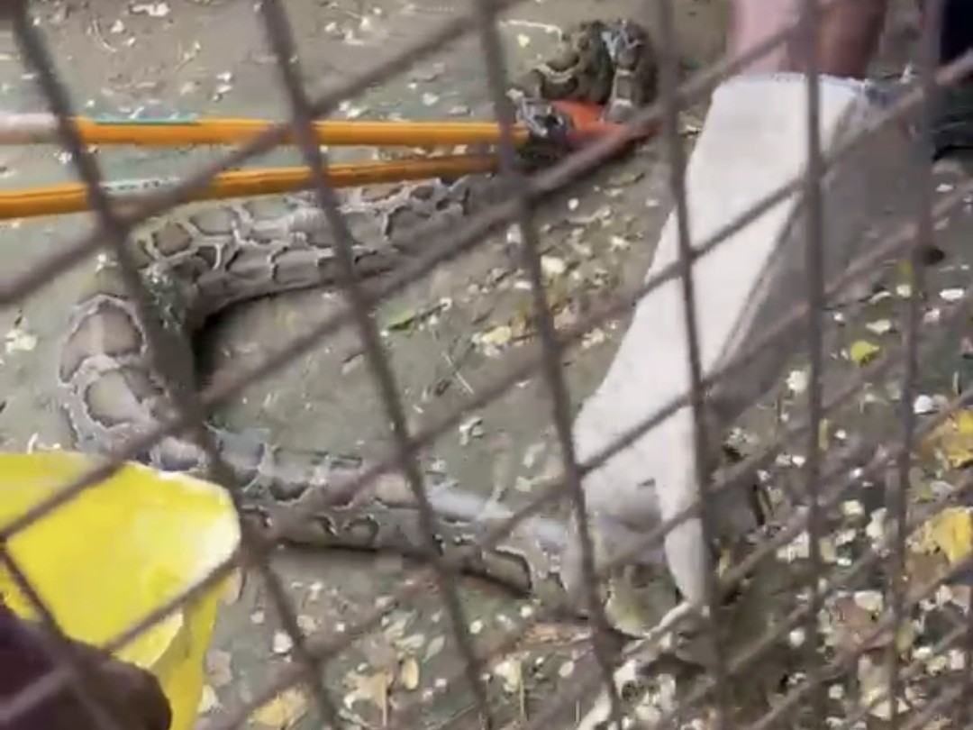 Bijnor: 15-Foot Python Enters Sub-Inspector House, Rescued Safely