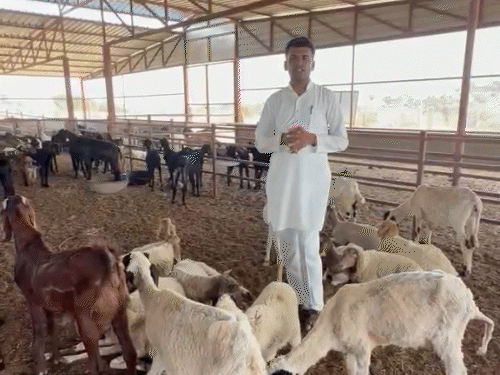 देवाराम पंवार तीन साल से स्टार्टअप की तरह भेड़-बकरी का पालन कर रहे हैं।