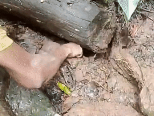 बेंगाल मॉनिटर लिजार्ड को जंगल से पकड़ा गया।