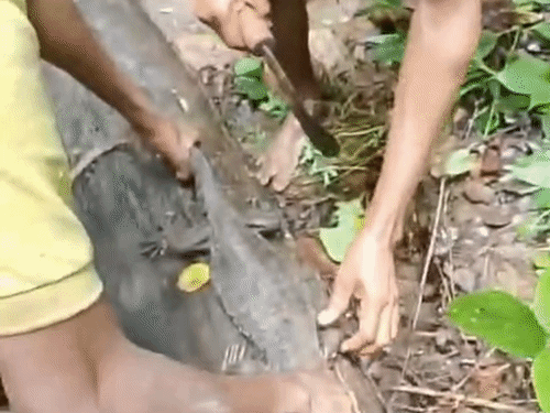 बेंगाल मॉनिटर लिजार्ड के पैर हथियार से काटते युवक।