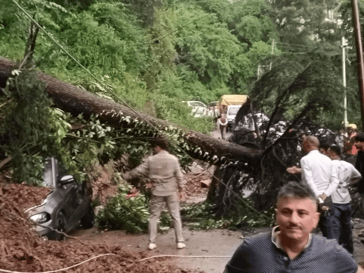 शिमला के खलीणी में बीती शाम भारी बारिश के बाद सड़क किनारे पेड़ गिरने से क्षतिग्रस्त हुईं दो गाड़ियां।
