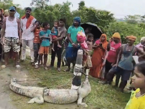 कोसी नदी के किनारे मिला 6 फीट का मगरमच्छ।