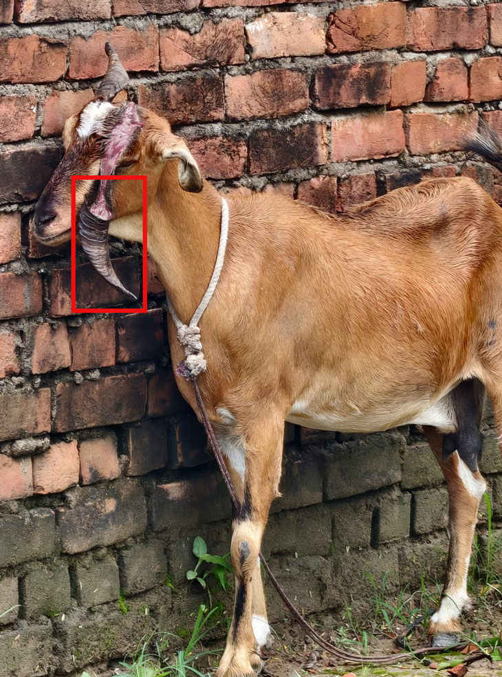 goat 1788165210