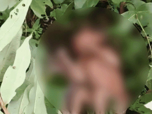 रायसेन में रोने की आवाज सुनकर चरवाहा पहुंचा; डॉक्टर बोले- पानी से शरीर अकड़ा|रायसेन,Raisen - Dainik Bhaskar