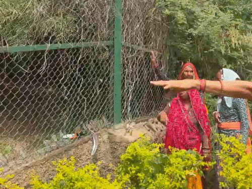 महिलाओं ने बताया कि करीब चार-पांच मिनट तक टाइगर बाहर था। इस दौरान वो महिलाओं के पीछे दौड़ा। एक महिला ने बताया कि किस तरह सुगन देवी ने बचने की कोशिश की।