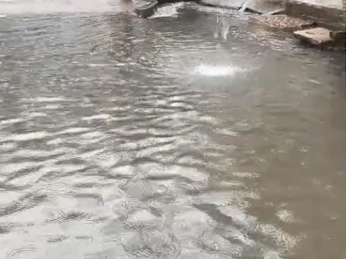 भारी बारिश के बाद सतना बस स्टैंड में पानी भरा हुआ है।