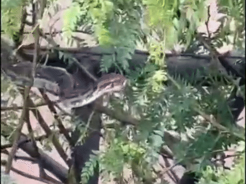 सितावा नदी में बहकर आया अजगर पेड़ पर चढ़कर अपनी जान बचाता नजर आया।