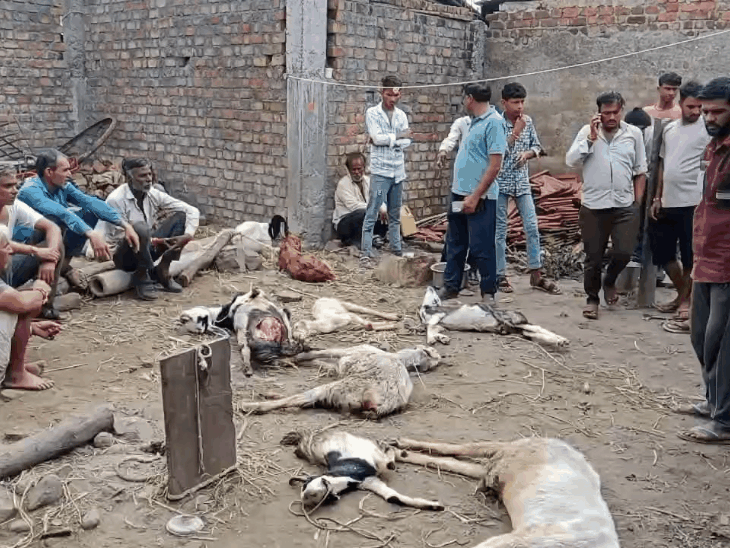 12 बकरियों पर किया हमला; 6 की मौत, 4 घायल