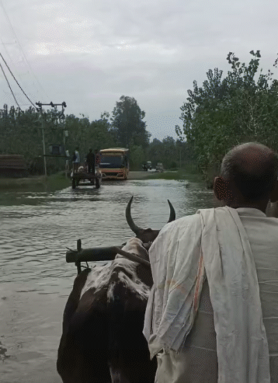 In Bijnor, Uttar Pradesh, water from the Ganga is flowing over the highway. Children are going to school in bullock carts.