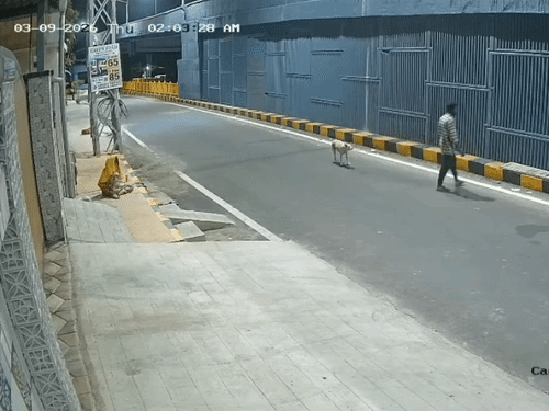 युवक ने महिला से स्ट्रीट डॉग्स के बारे में पूछा कि क्या यह तुम्हारे डॉग्स हैं।