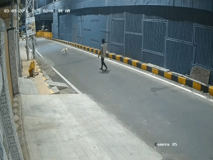 युवक के पत्थर फेंकने पर डॉग कुछ कदम पीछे हटा, लेकिन वहीं डटा रहा।