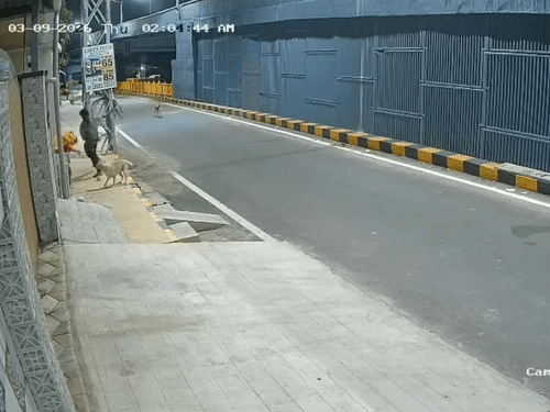आखिरकार आरोपी डॉग से बचकर भागा। डॉग उसे दूर तक खदेड़ आया।
