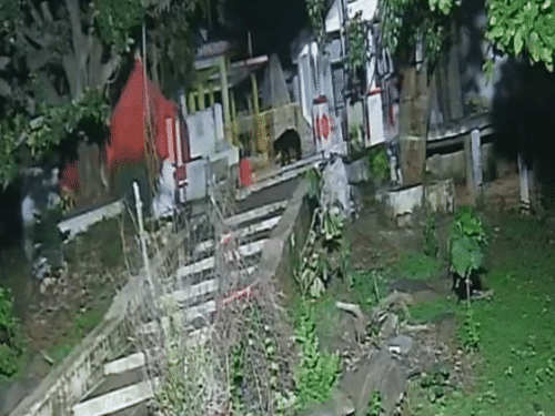भालू शाम होते ही रानीमाई मंदिर और आसपास के गांवों में खाने की तलाश में पहुंच जाता था।