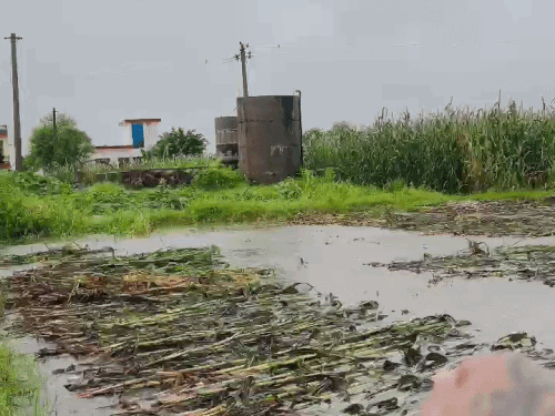 दौसा के महवा में रविवार रातभर हुई बारिश के कारण हालात बिगड़ गए है। शहर में जगह-जगह जलभराव के साथ फसलों को भी नुकसान हुआ है।