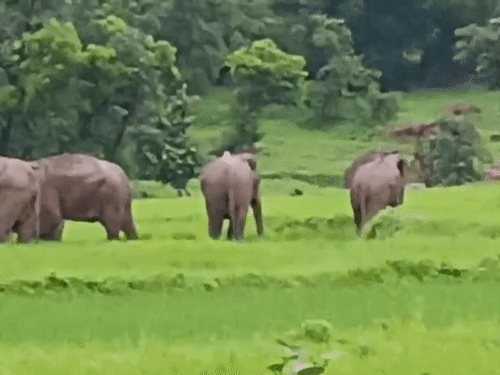 अलग घूम रहे 2 दंतैल मकान तोड़ रहे