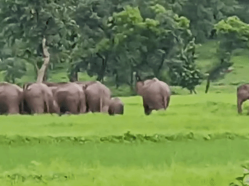 झुंड में हाथी के बच्चे भी दिखे