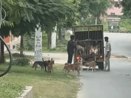 डूंगरपुर के वार्ड 31 में बीजेपी के बागी और निर्दलीय प्रत्याशी सुनील जैन के ऑफिस के सामने नगर परिषद के शेल्टर होम की गाड़ी ने कुत्ते छोड़ दिए।
