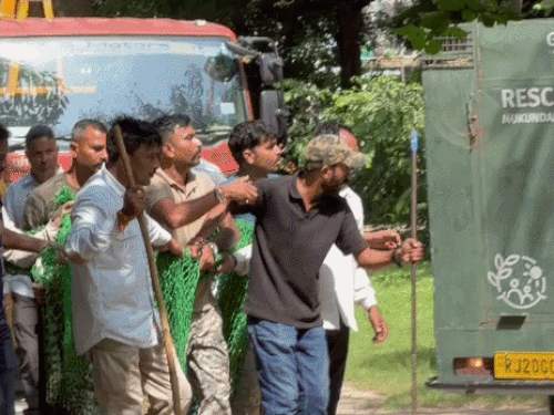 जाल में गिरे लेपर्ड को ले जाती रेस्क्यू टीम।