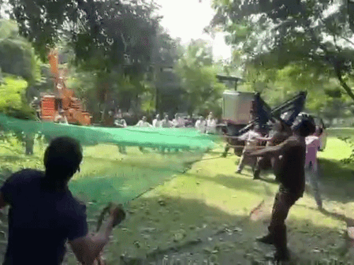 बेहोश के होने के बाद पेड़ से गिरा लेपर्ड तेजी से जमीन पर आकर टकराया।