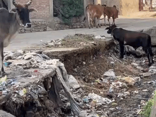 नाले-नालियों में पसरा पड़ा कचरा व घूमते आवारा जानवर।