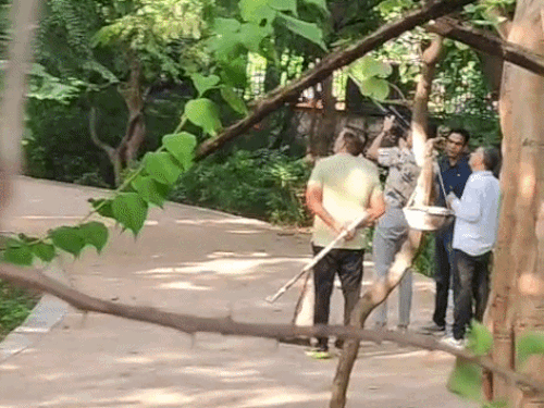 लेपर्ड पर वेटरनरी डॉक्टर अखिलेश पांडे ने लेपर्ड पर निशाना लगाया था, लेकिन डार्ट मिस हो गया।