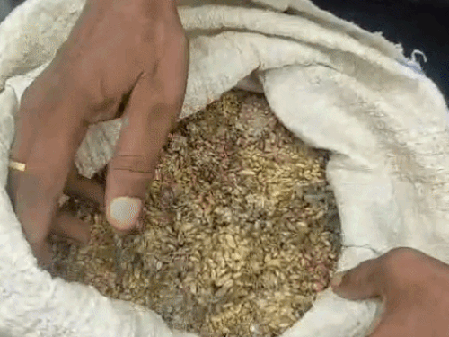 भरतपुर में सड़ा हुआ गेहूं दिखाते हुए स्थानीय निवासी कलुवा राम।