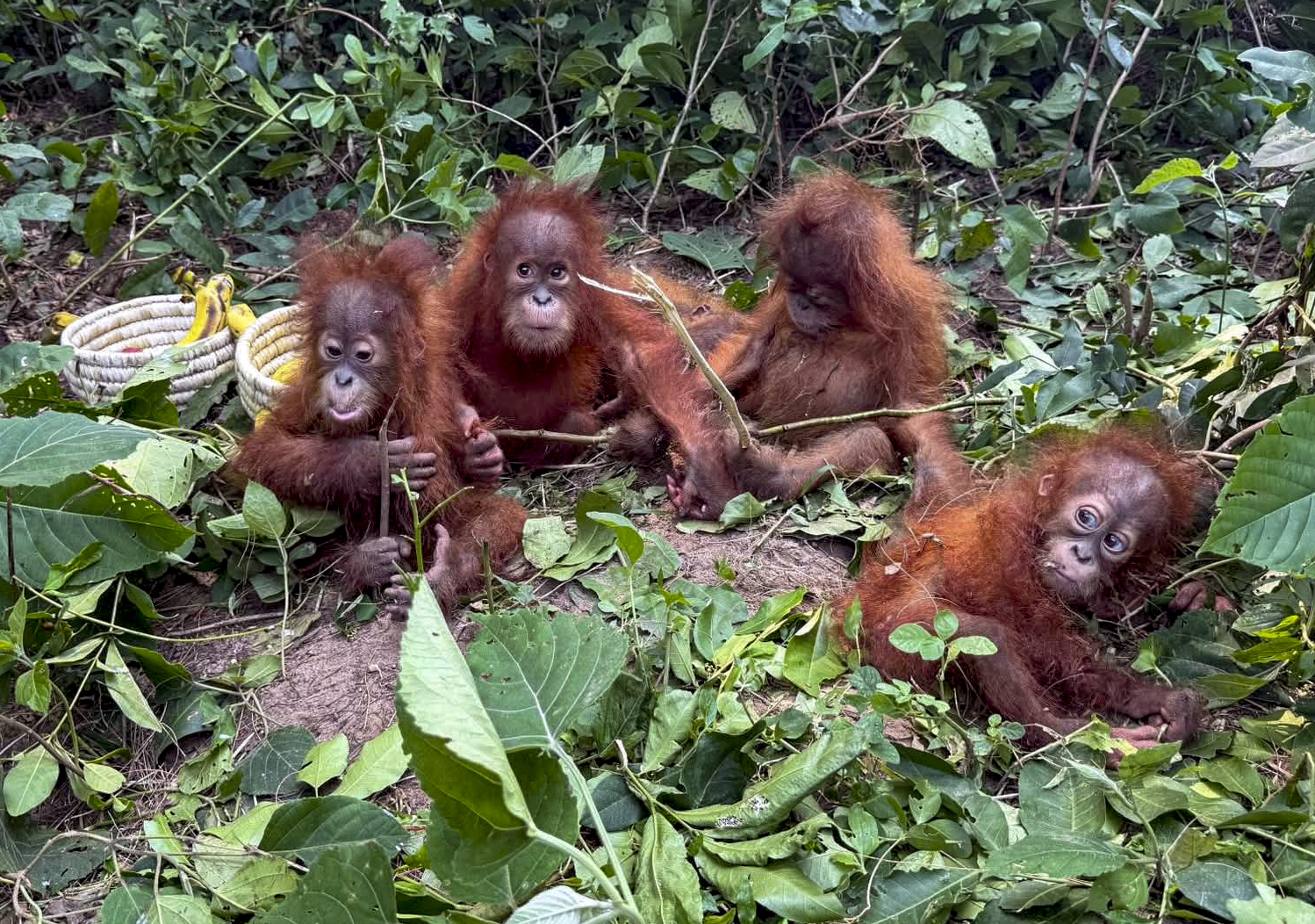 The orangutan was rescued from the Bichitrapur forest area located in the Bhograi block of Balasore district, Odisha