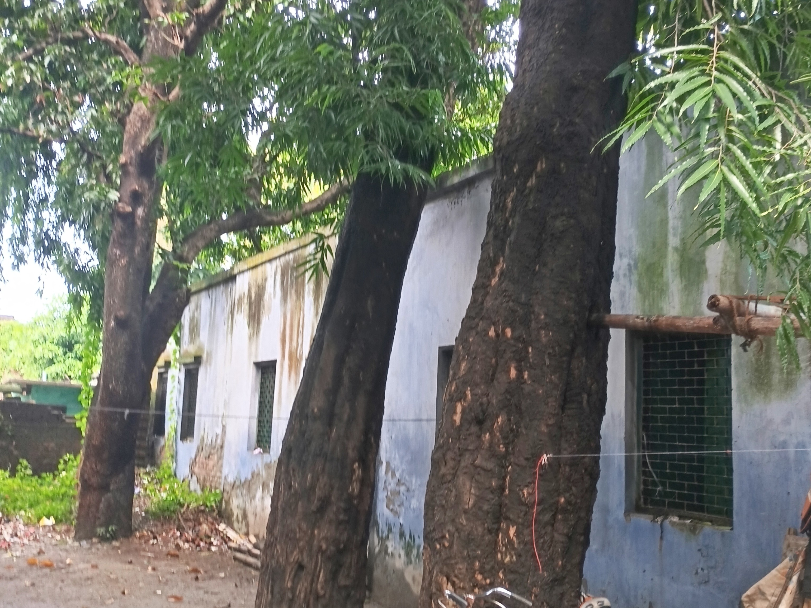 Exploding Tree Ristk Boderwar School Accident Risk | Dangerous Trees Near College Walls