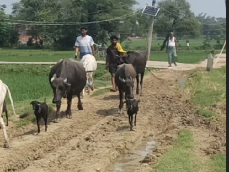 जगह-जगह घुटने तक गहरे गड्ढे , ग्रामीणों ने सांसद से की रोड निर्माण की मांग|बांकेबजार(गया),Banke Bazaa(Gaya ) - Dainik Bhaskar