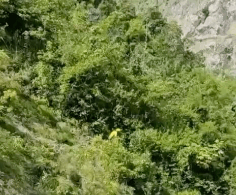 खाई के पास घना जंगल होने के चलते देवीलाल का कोई सुराग नहीं लगा।माना जा रहा है कि जंगली जानवर उन्हें खींच ले गया या पेड़ों-चट्टानों के बीच कहीं बॉडी फंस गई।