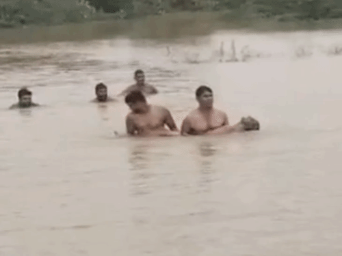 भैंस को नहलाने के लिए ले गए थे; पैर फिसलने से हादसा|नारनौल,Narnaul - Dainik Bhaskar