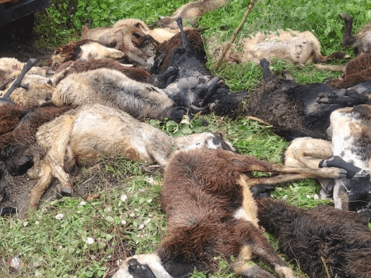 रतलाम में ट्रक हादसा
